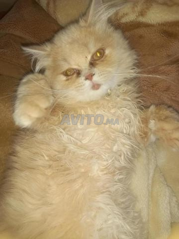 Chat persan - 2