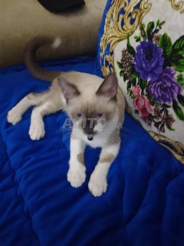 Chat himalayen de 4 mois - 2