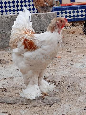 براهما 7 أشهر - 2