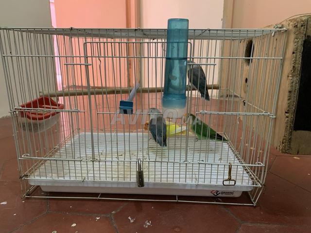 Oiseaux Inséparables - 2