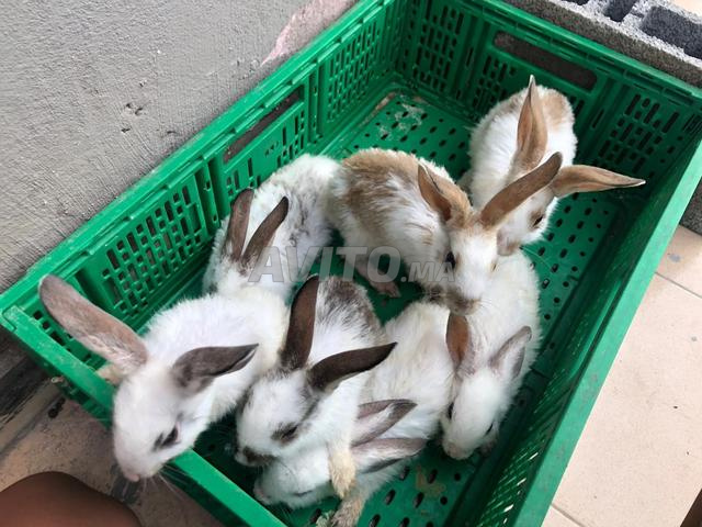Lapins Papillon à vendre - 2