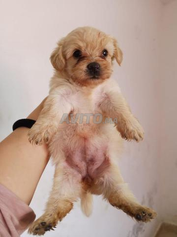 Bichon Havanais petite taille pure race 2 mois - 2