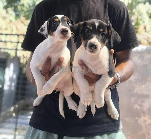 Jack Russel