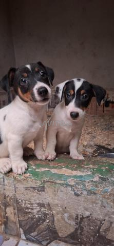 Jack Russel