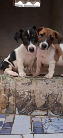 Jack Russel