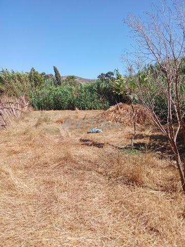 Tétouan, région d'Azla (Bni Maadan) - 2