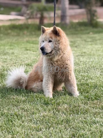 Mâle chow chow - 2