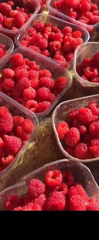Framboises disponibles des fermes de Gharb