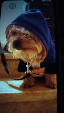 Vente de mon chien Ricky, ville de Tifelt - 2