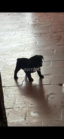 bulldog mall chi haja lahoma barik taman zwin  - 2