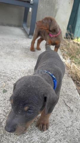 Chiots Doberman - 2