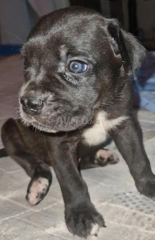 Cane Corso - 2