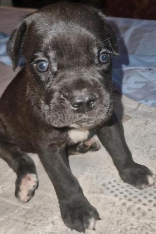 Cane Corso - 2
