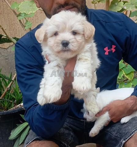 Chiots Bichon Maltais pure race - 2