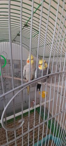 couple calopsitte - 2
