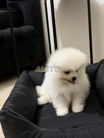 Magnifique Spitz Nain (Loulou de Poméranie) Blanc à Vendre