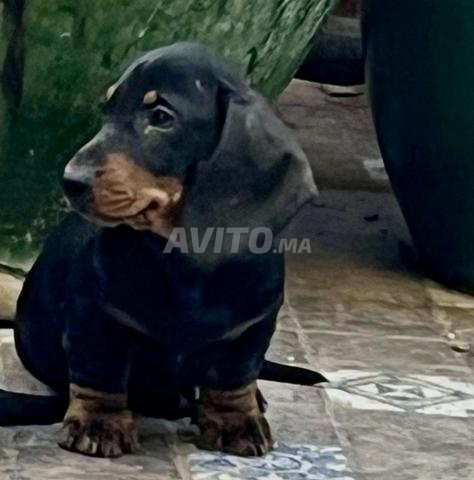 Magnifiques chiots teckel mini - 2