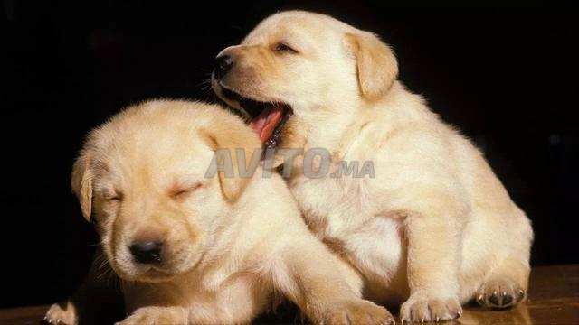 Chiot Labrador couleur sable - 2