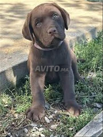 Golden Retriever et Labrador Chocolat - 2