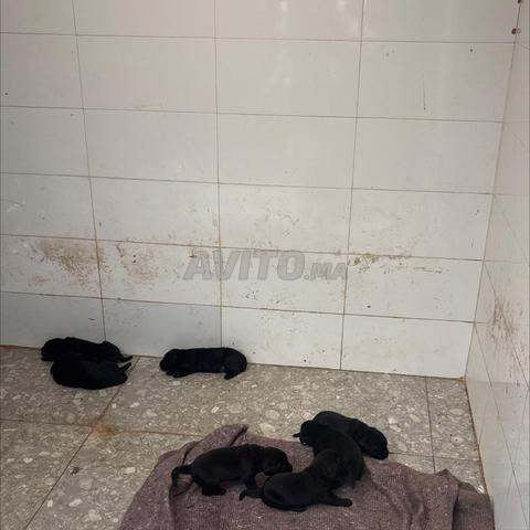 8 chiens labrador noir pedigree - 2