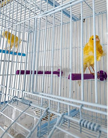Couple de canaris à vendre, mutation Frisé rare - 2