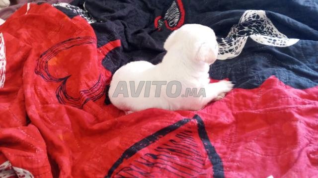 Chiens Chihuahua - 2