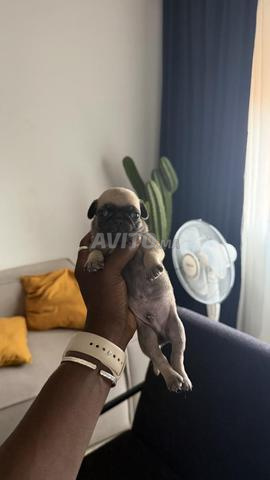 CHIOT CARLIN / PUPPY PUG - 2