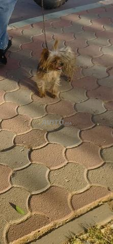 Yorkshire Terrier prêt à partir - 2