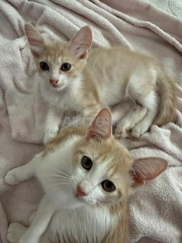 Chatons à adopter - 2