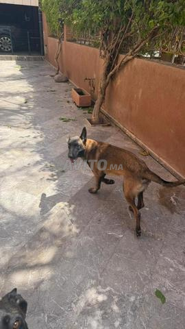 Malinois - 2