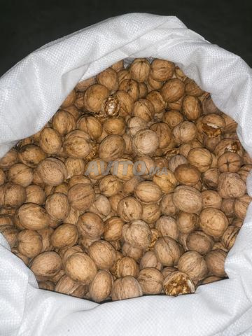 رياض الولفة - 2