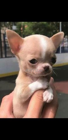 Chihuahua pure race