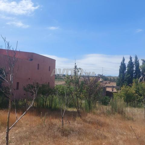 فيرمة فاخرة بضواحي الجديدة - 2