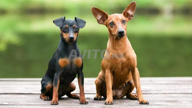 Pinscher nain - 2