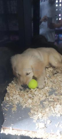 🐶 جراء جولدن ريتريفر متوفرة 🐶 - 2