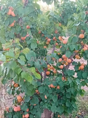 EXPLOITATION AGRICOLE RENTABLE - 2
