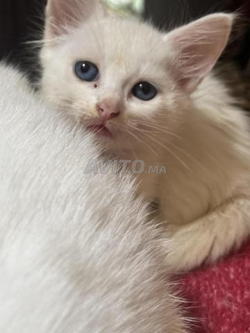 Femelle angora - 2