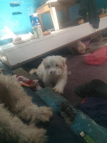 Bichon Dar Bouazza - 2