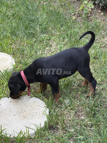 Chiot Rottweiler - 2