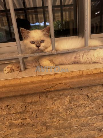 ذكر سكوتش ستريت هايلاند - 2