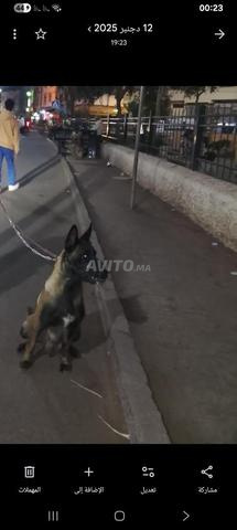 Malinois Numéro - 2