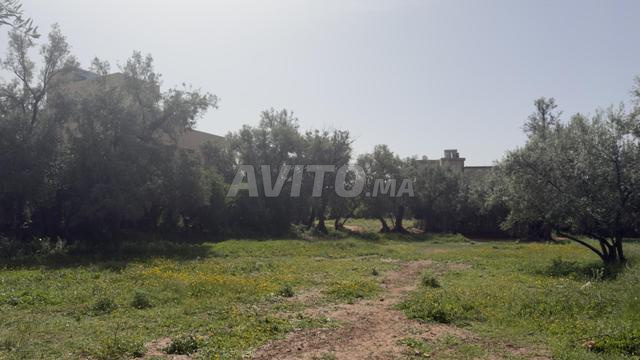 Terrain titré et constructible à Demnate - 2