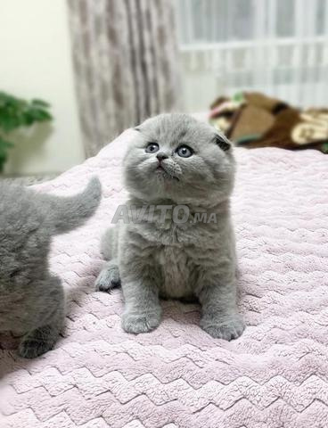 Scottish fold straight british - 2