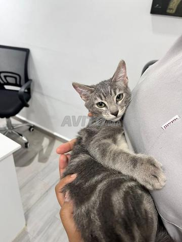 Un chaton mâle à adopter vacciné et castré - 2