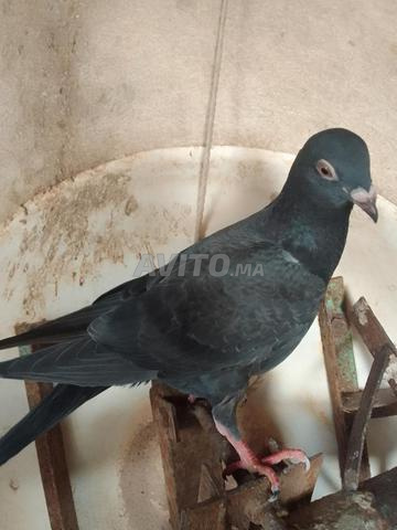حمام زاجل للبيع - 2