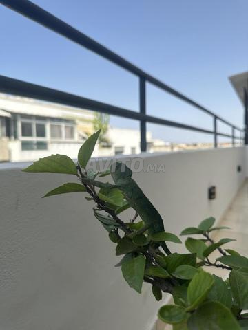 حرباء ملتحية للبيع - 2
