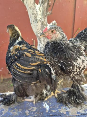 Brahma argenté et doré - 2