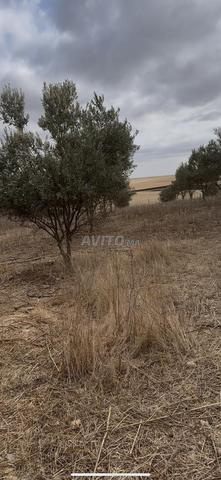 Terrain agricole - 2