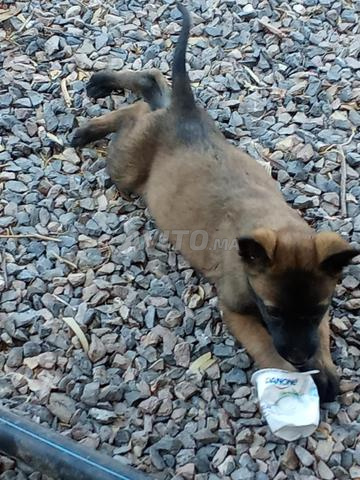 Magnifiques chiots Malinois - 2