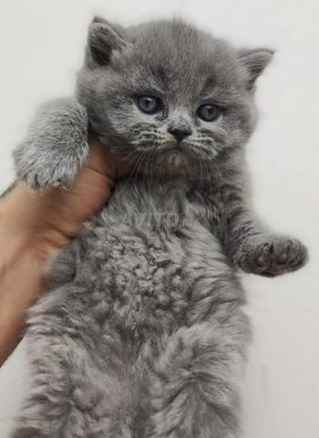 سكوتش فولد ستريت بريتيش